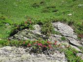 15 rocce...fiorite